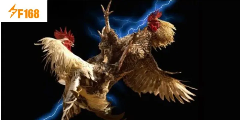 ดื่มด่ำไปกับบรรยากาศการแข่งขันด้วยวิดีโอคมชัด