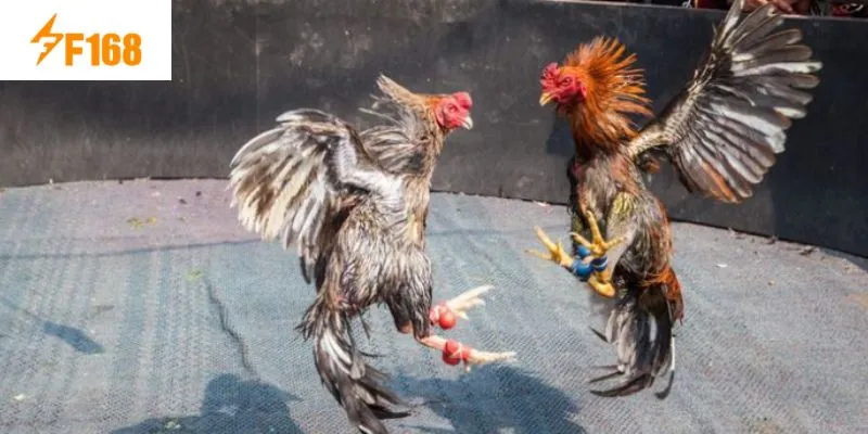 ประสบการณ์การเล่นไก่ชน F168 สำหรับผู้เริ่มต้น